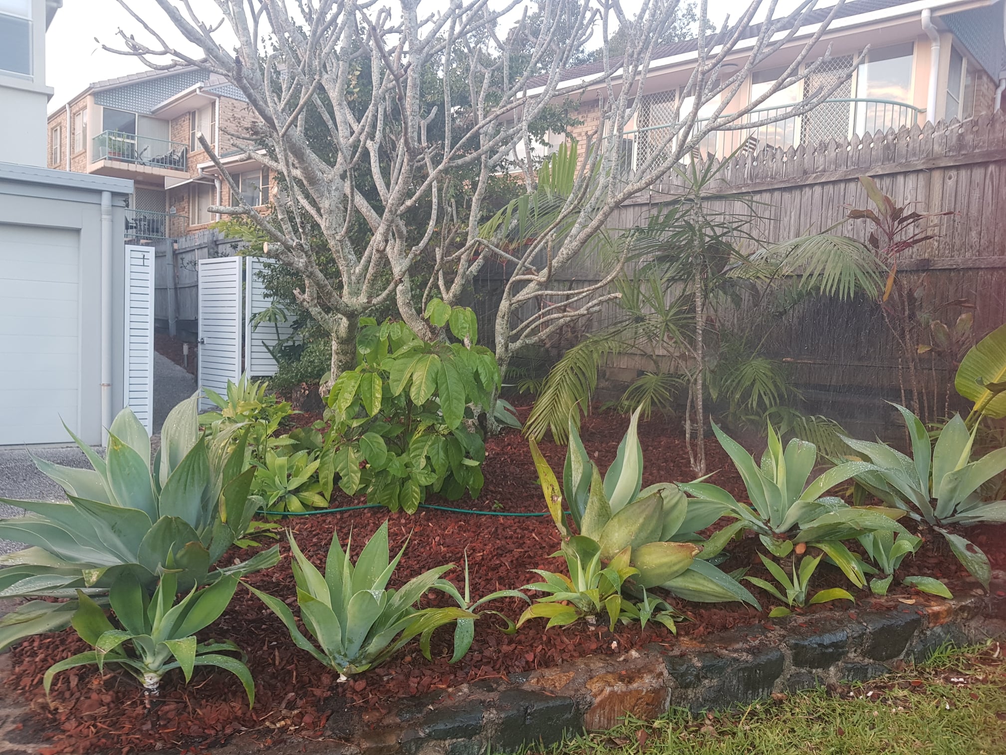 Freshly pruned hedges